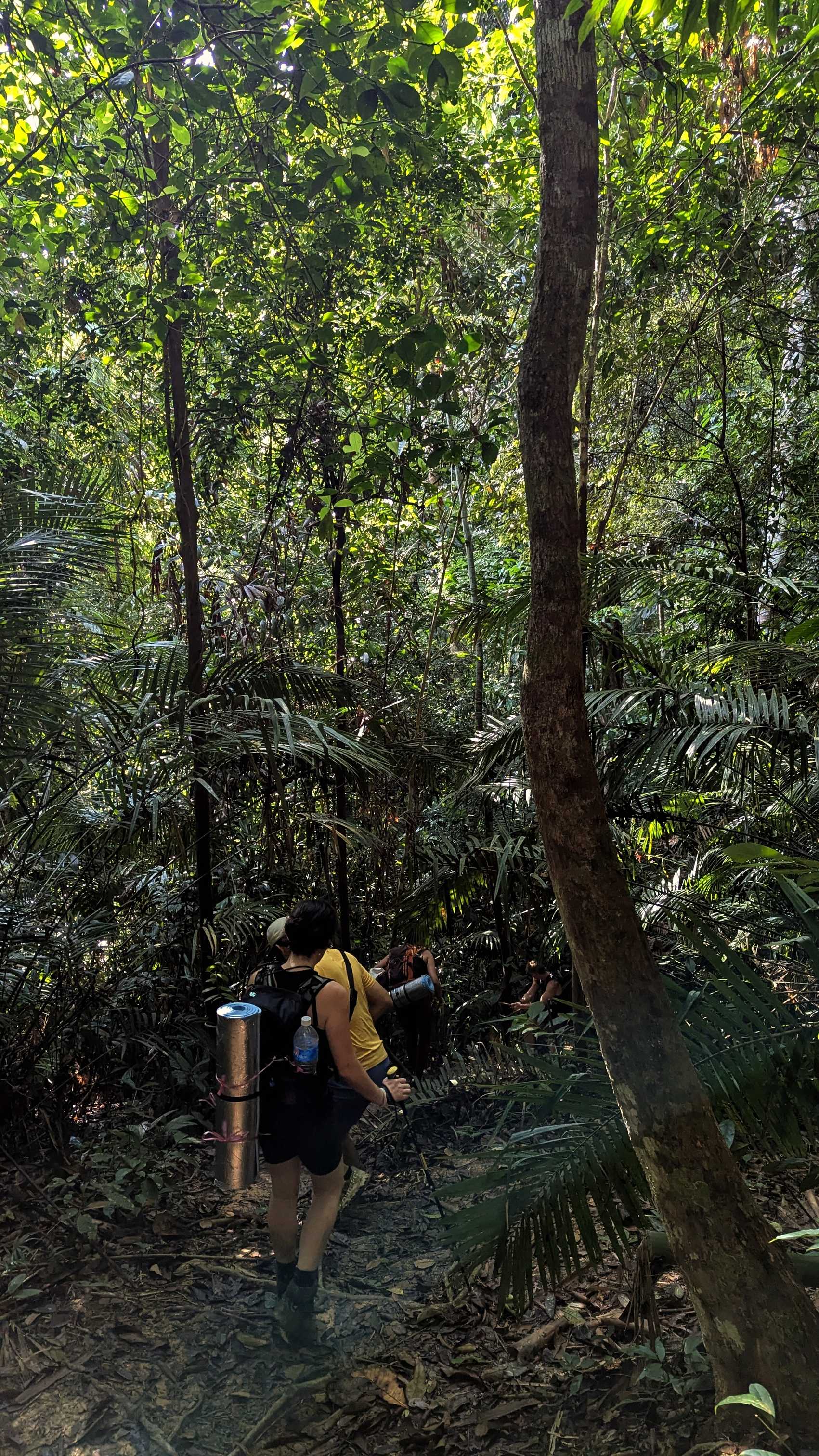 Randonneurs en forêt de Gua Kepayang, Parc National de Taman Negara.
Altitude : 102 mètres