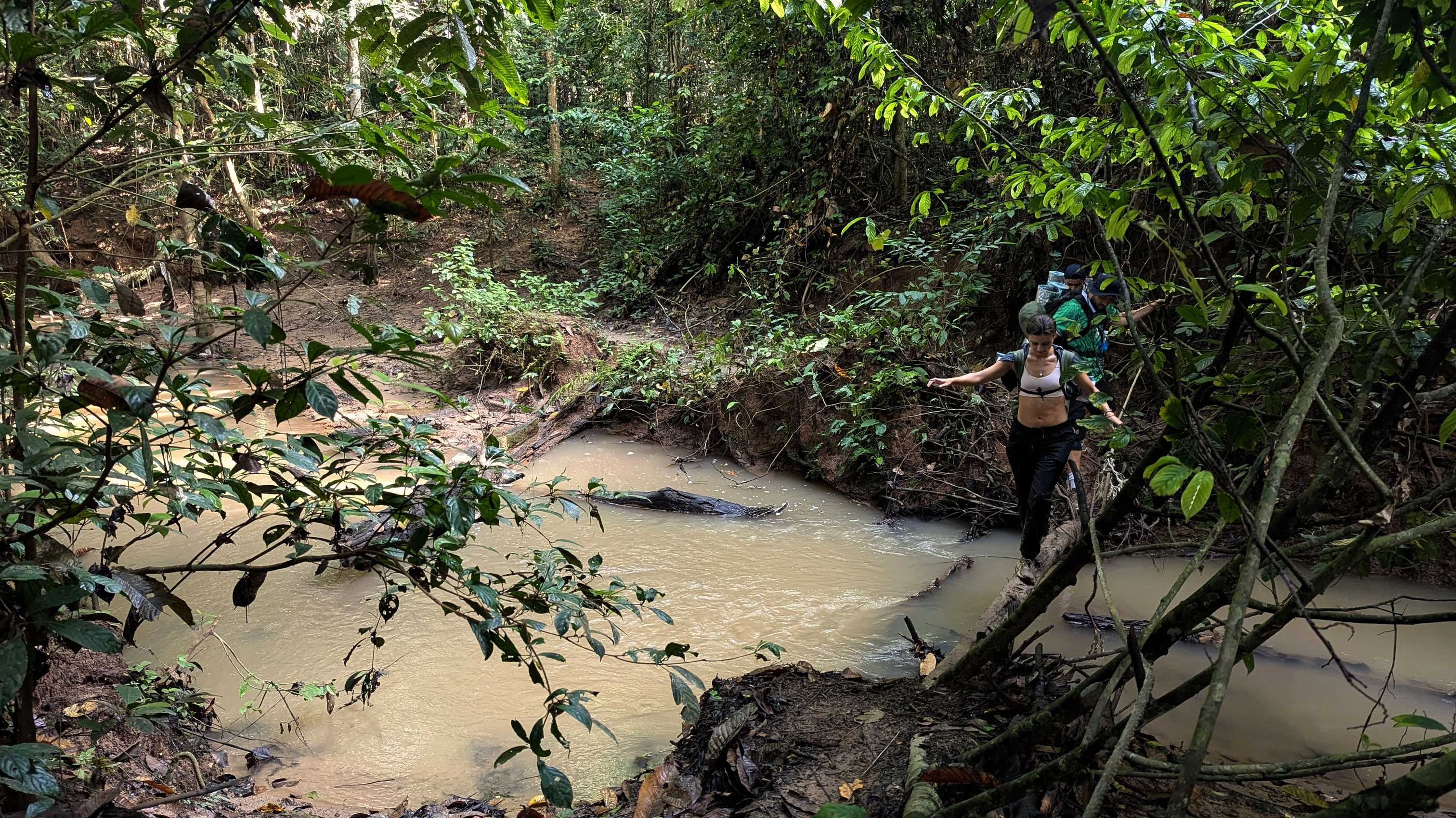 Passage d'un cours d'eau de jungle près de Gua Kepayang, parc national de Taman Negara.
Altitude : 86 mètres