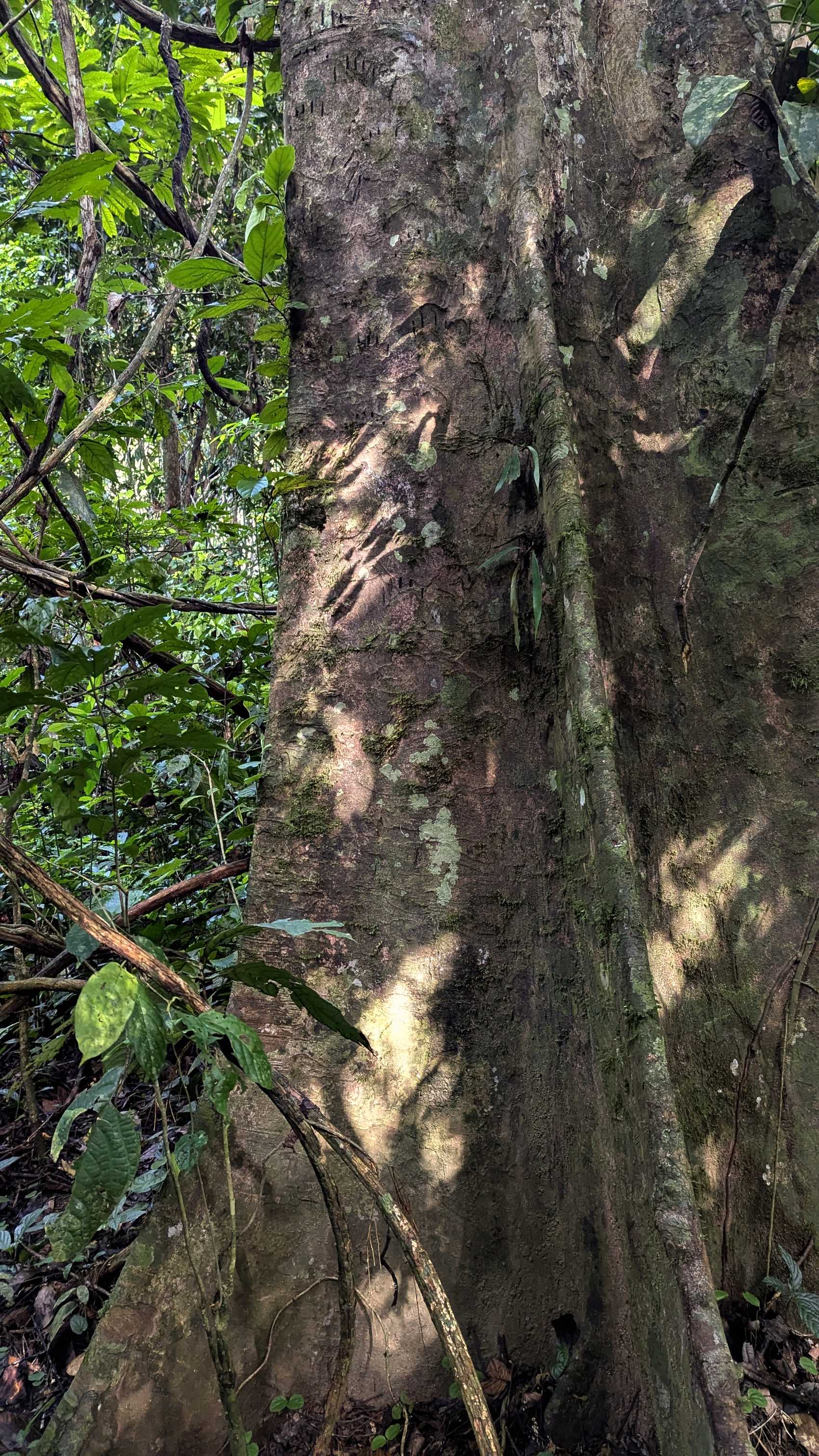 Tronc d'arbre dans le parc national de Taman Negara, près de Gua Kepayang.
Altitude : 92 mètres