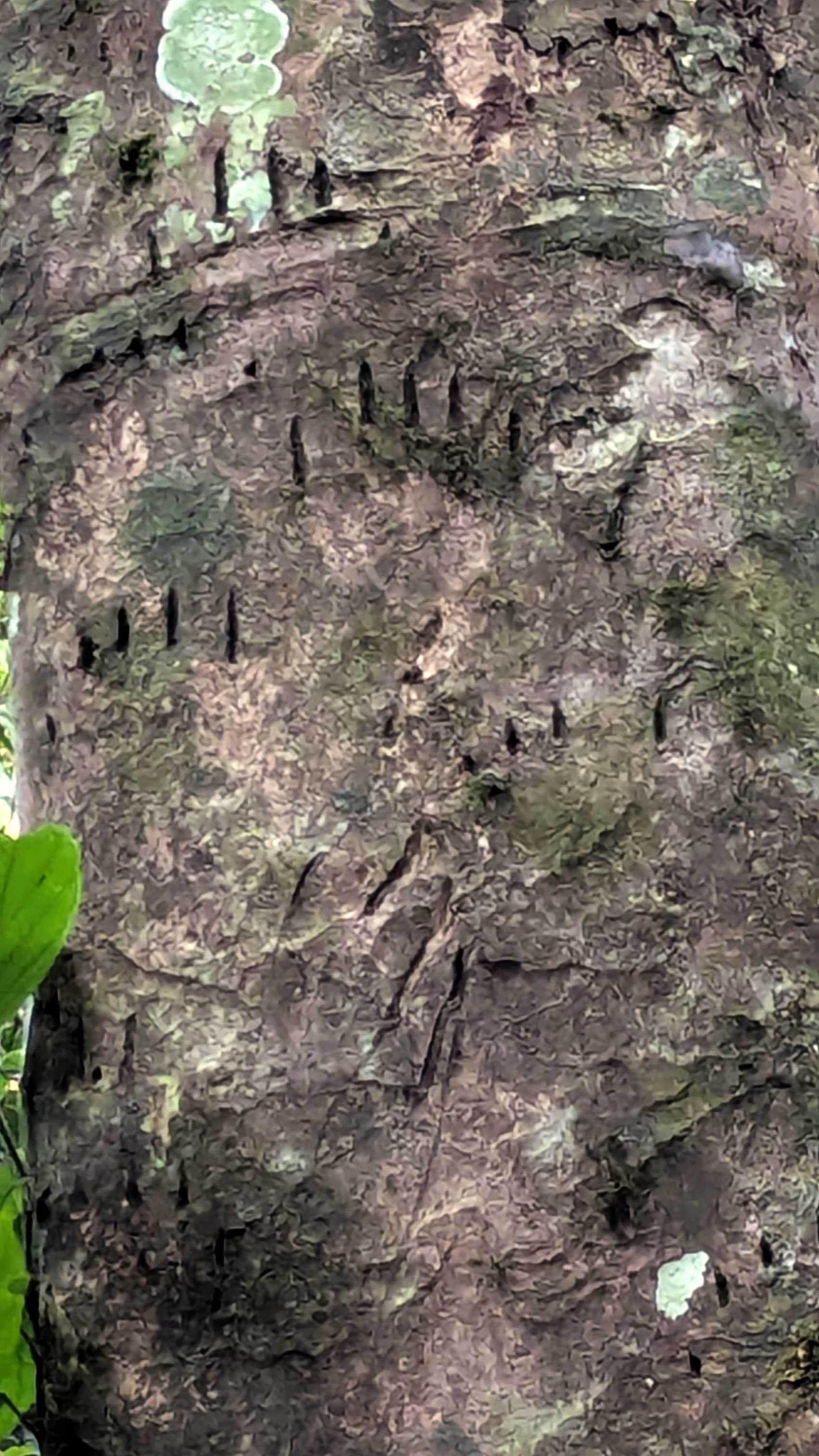 Écorce d'arbre percée près de Gua Kepayang, parc national de Taman Negara.
Altitude : 91 mètres