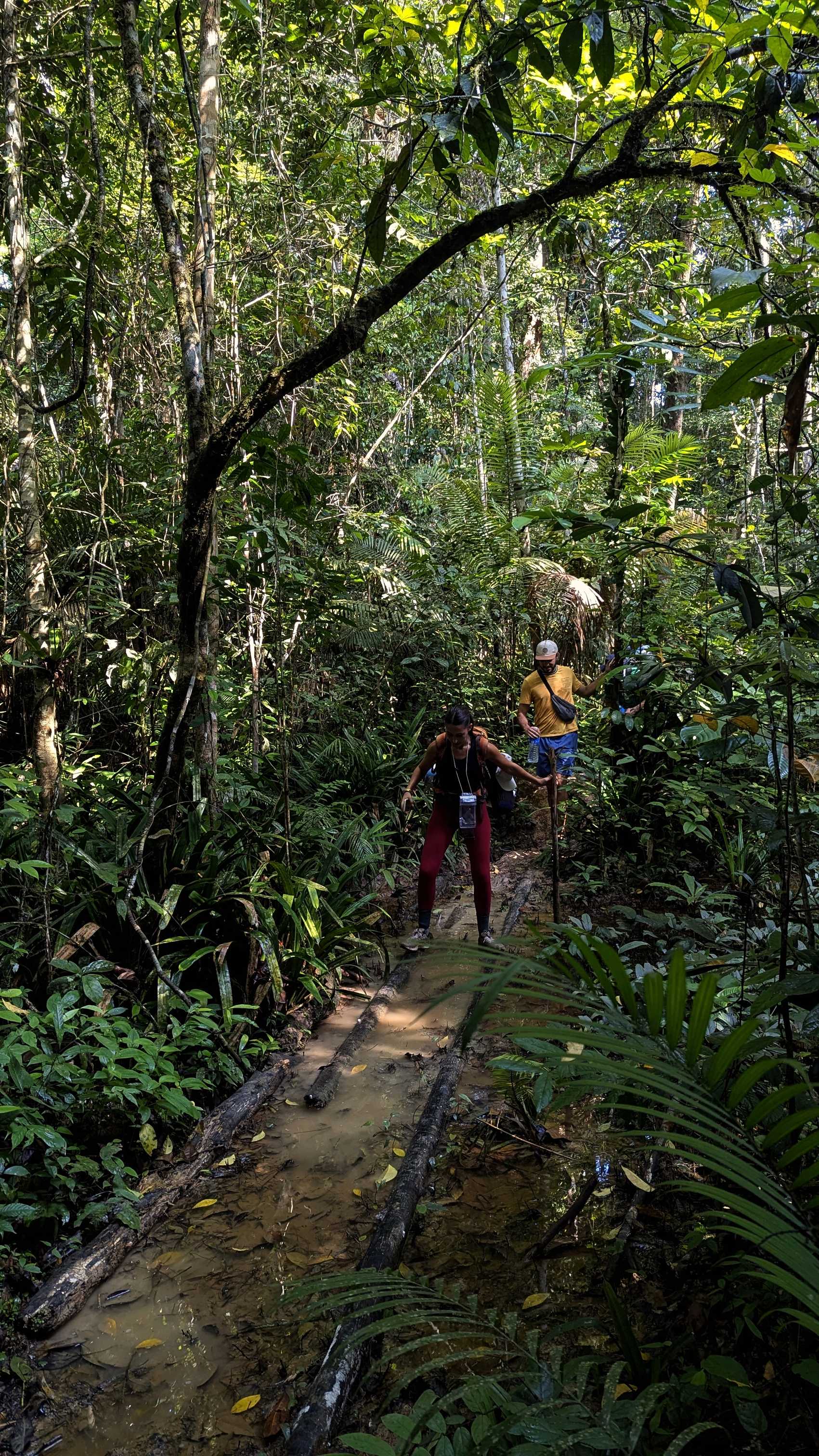 Trekking dans la forêt de Gua Kepayang, Parc National de Taman Negara.
Altitude : 93 mètres
