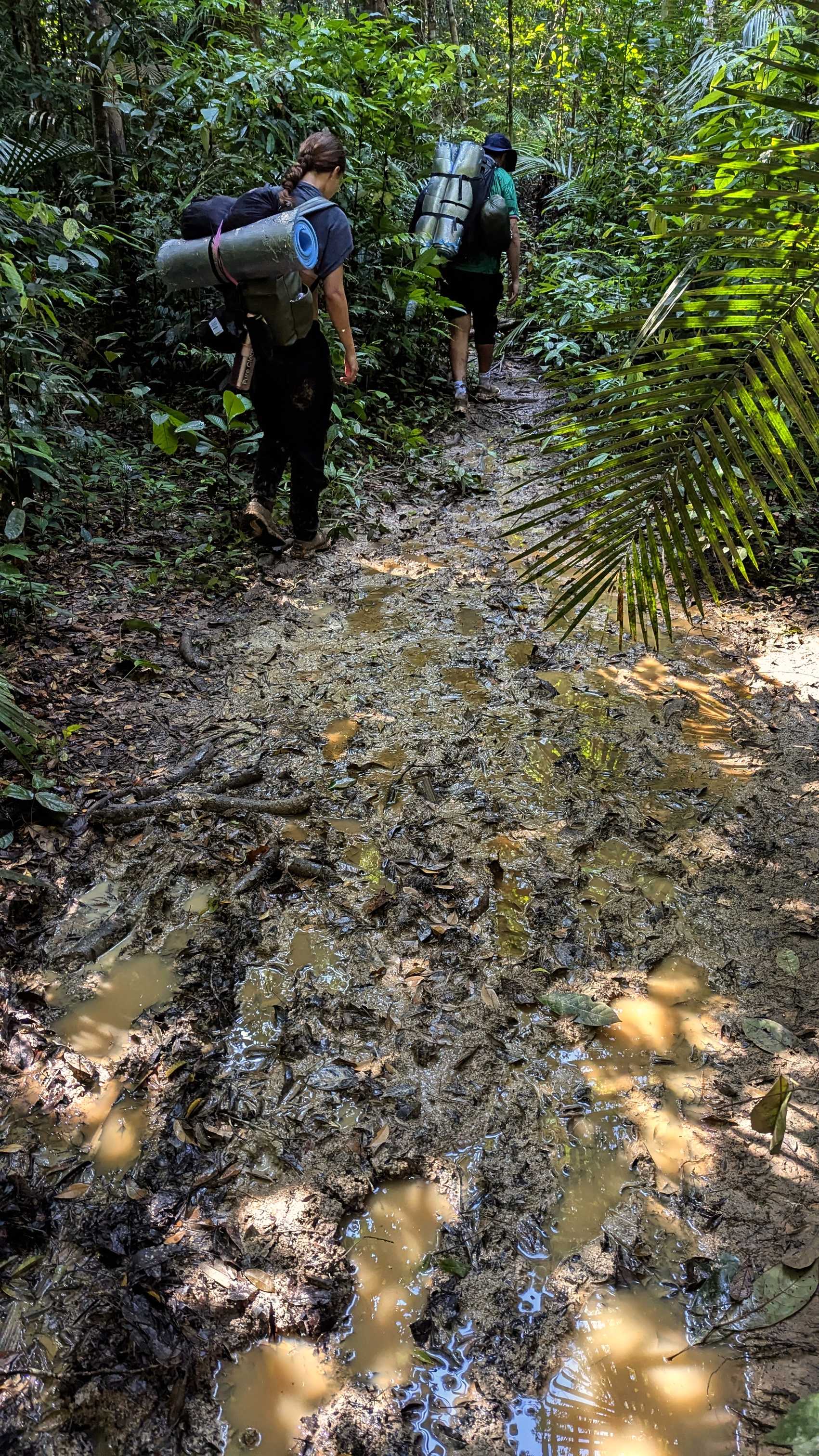 Randonneurs sur sentier boueux vers Gua Kepayang, parc national de Taman Negara.
Altitude : 111 mètres