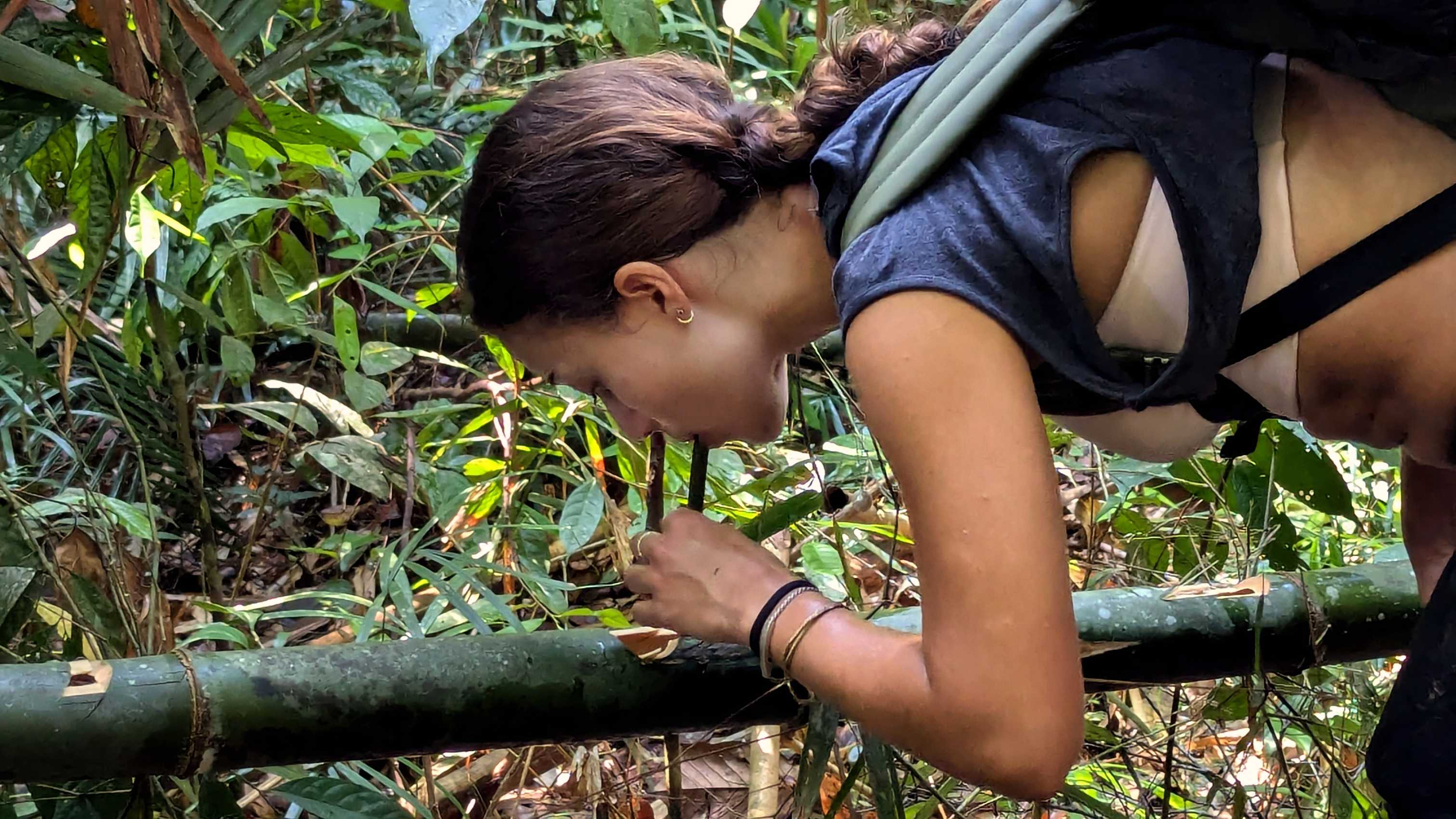 Prélèvement d'eau de bambou dans la forêt de Taman Negara, près de Gua Kepayang Kecil.
Altitude : 138 mètres