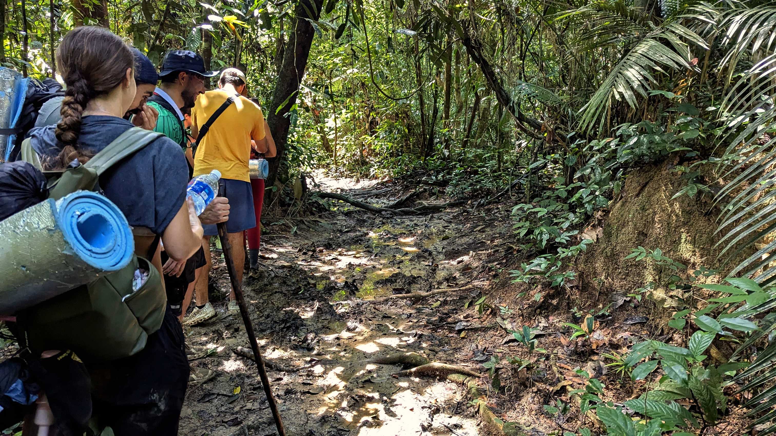 Trekking dans la forêt du parc national de Taman Negara, chemin boueux vers Gua Kepayang Kecil.
Altitude : 90 mètres
