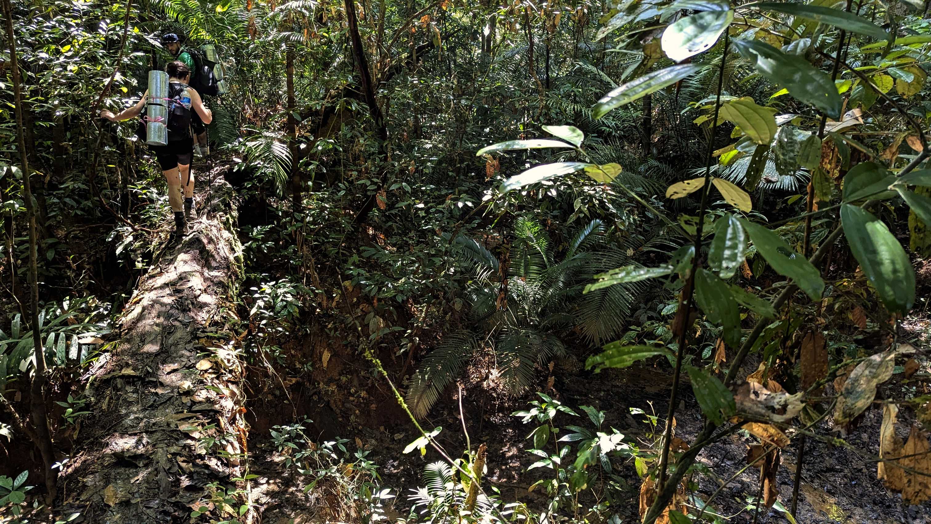 Trekking sur le sentier Kumbang dans le parc national de Taman Negara, forêt tropicale.
Altitude : 79 mètres
