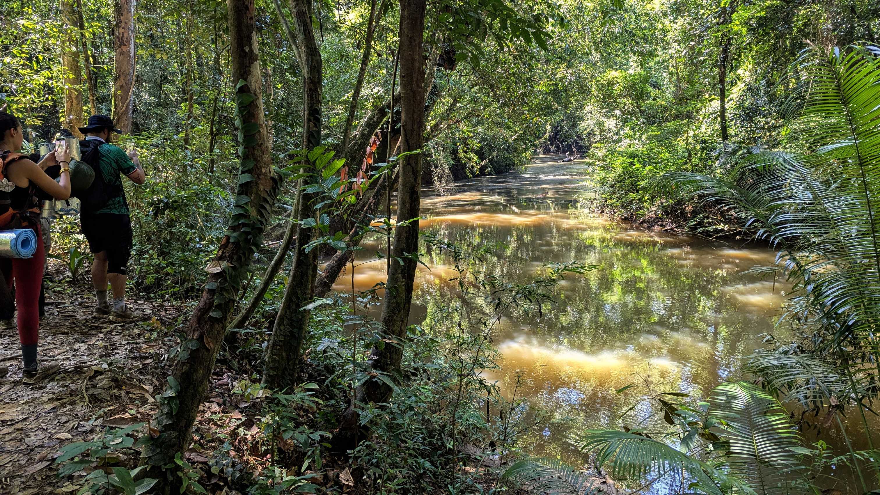 Sentier Kumbang et rivière, parc national Taman Negara.
Altitude : 82 mètres