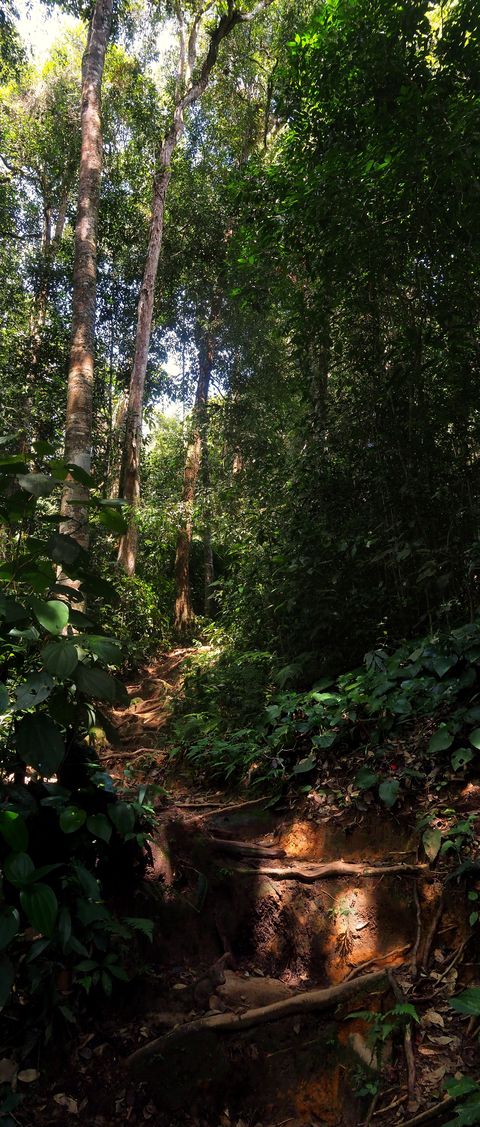 Sentier forestier du Trail 10, Cameron Highlands, près de Tanah Rata.
Altitude : 1515 mètres
