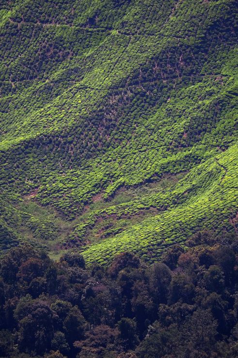 Plantation de thé de Gunung Jasar, près de Tanah Rata, Cameron Highlands.
Altitude : 1670 mètres