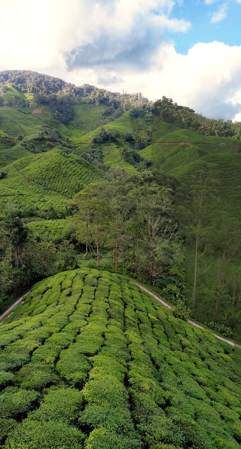 Champs de thé de la plantation BOH dans les Cameron Highlands.
Altitude : 1483 mètres