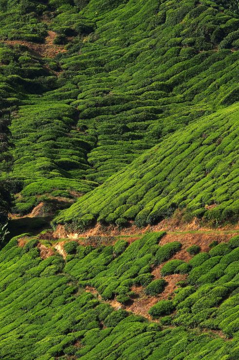Plantation de thé de Boh Tea à Sungai Palas, Cameron Highlands.
Altitude : 1486 mètres
