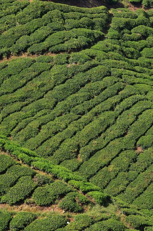 Plantation de thé du Boh Tea Centre aux Cameron Highlands.
Altitude : 1488 mètres