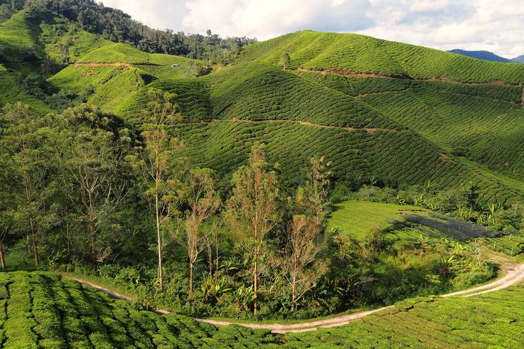Plantations de thé BOH à Sungai Palas, Cameron Highlands.
Altitude : 1490 mètres