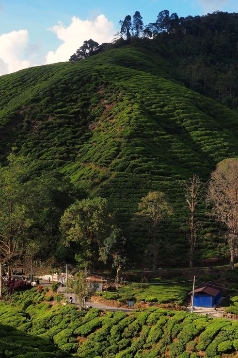 Plantation de thé Boh des Cameron Highlands.
Altitude : 1572 mètres