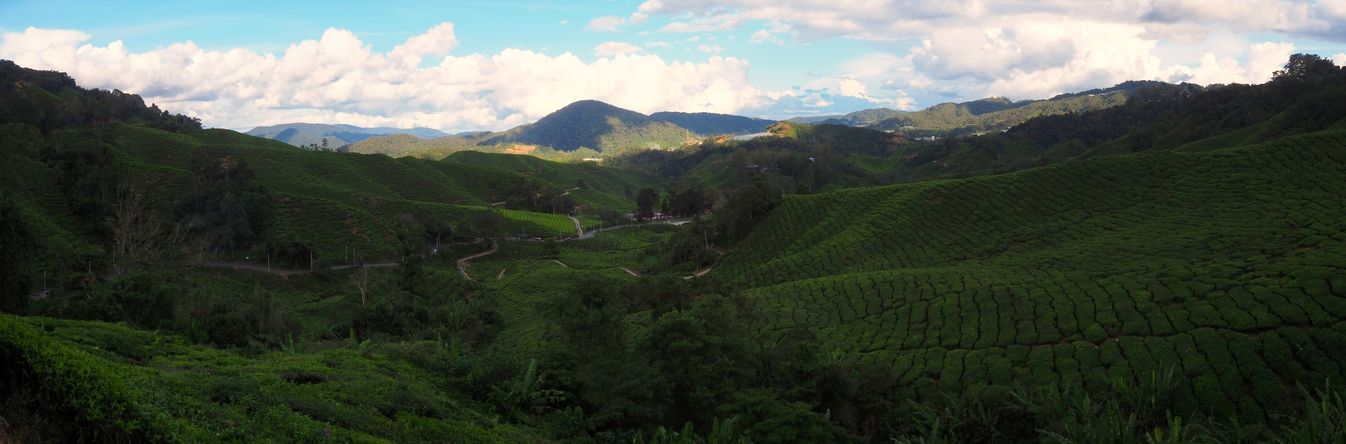 Plantation de thé Boh Sungai Palas à Brinchang.
Altitude : 1575 mètres