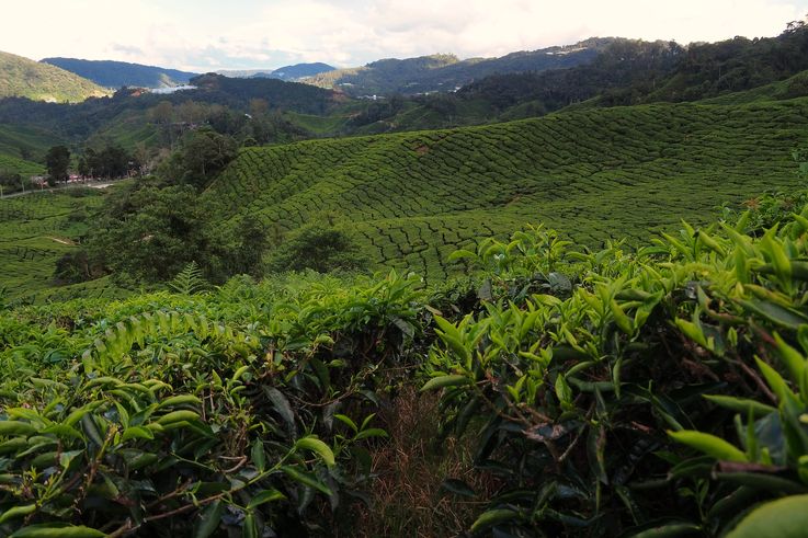 Plantation de thé de BOH à Sungai Palas, Cameron Highlands.
Altitude : 1579 mètres