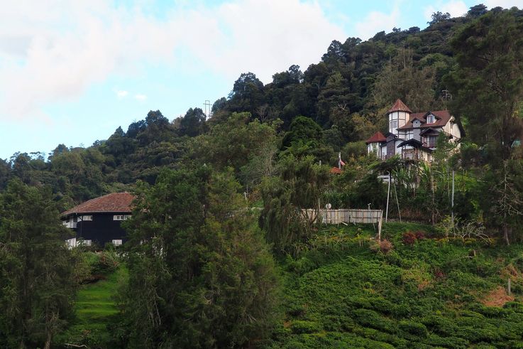 Collines vallonnées de la plantation de thé BOH, Cameron Highlands.
Altitude : 1589 mètres