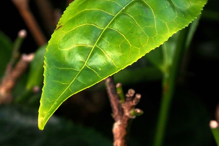 Feuille de théier dans une plantation de thé des Cameron Highlands.
Altitude : 1594 mètres