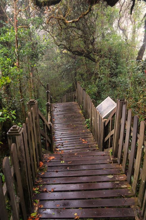 Passerelle en bois et tour d'observation de la Mossy Forest, Cameron Highlands.
Altitude : 1984 mètres