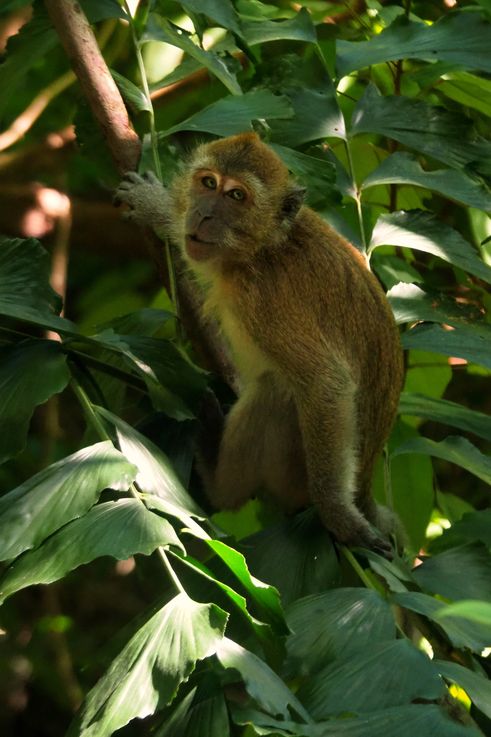 Macaque crabier dans le Parc Gunung Tasek à Ipoh.