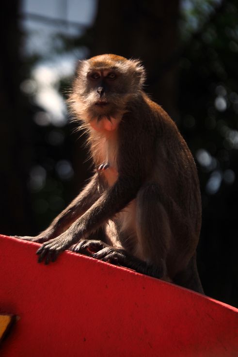Macaque crabier au temple Ling Sen Tong, Ipoh.
Altitude : 43 mètres