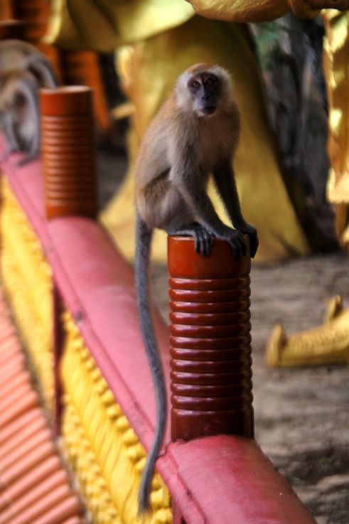 Macaque crabier au temple Ling Sen Tong à Ipoh.
Altitude : 39 mètres