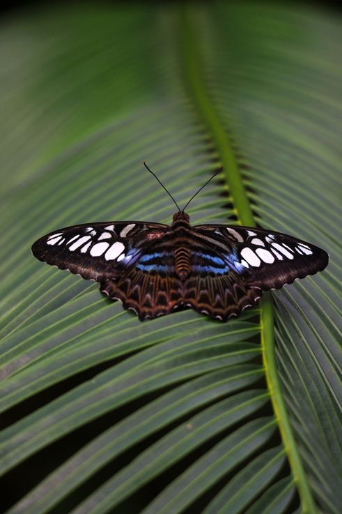 Papillon Clipper (*Parthenos sylvia*) à Entopia, George Town, Pulau Pinang.
Altitude : 12 mètres
