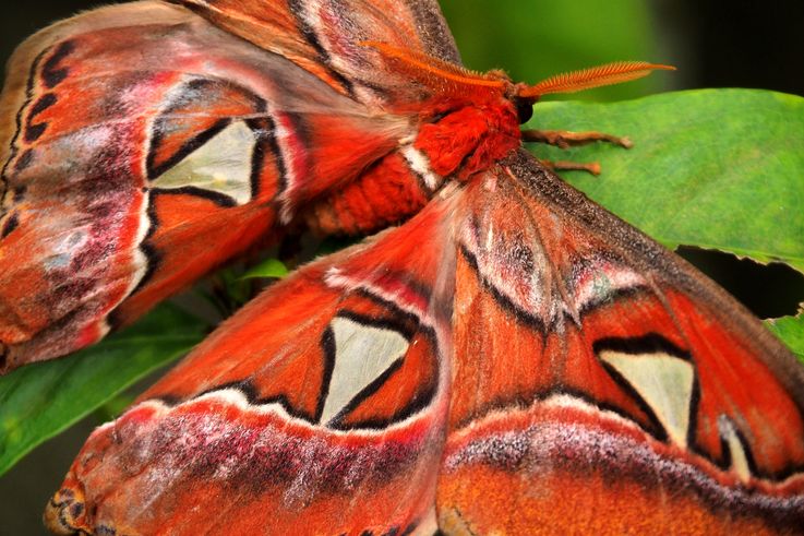 Atlas Moth (Attacus atlas) à Entopia Escape, George Town.
Altitude : 10 mètres