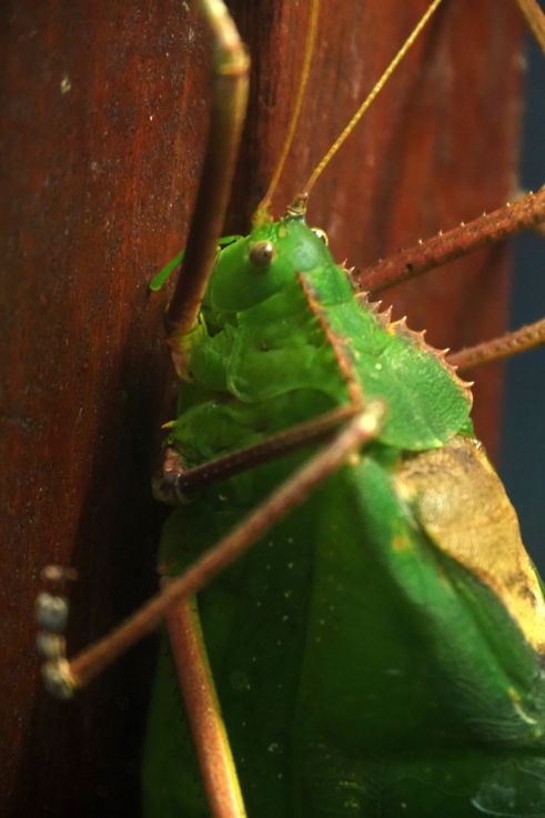 Giant Katydid à Entopia, George Town.
Altitude : 6 mètres