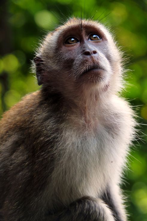 Macaque à queue longue aux temples de Batu Caves.
Altitude : 107 mètres