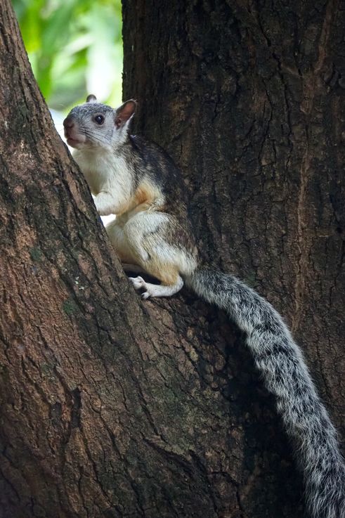 Ecureuil Multicolore Sciurus Variegatoides