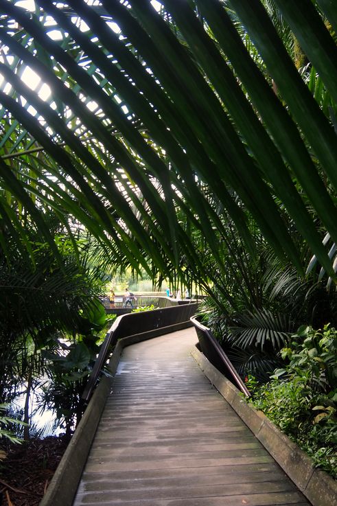 Passerelle dans les jardins botaniques de Tanglin.
Altitude : 3 mètres