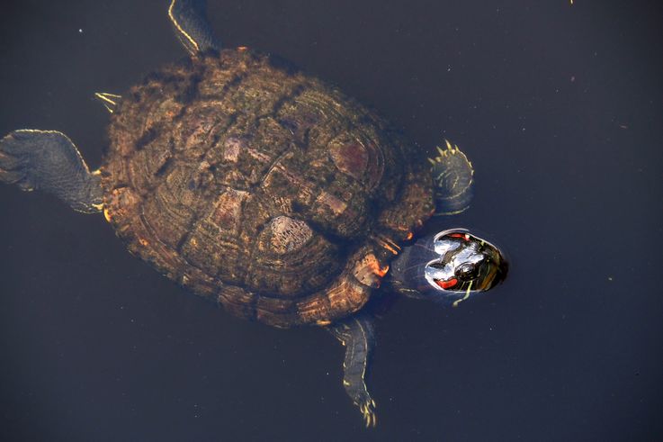 Tortue à oreilles rouges dans le Tanglin Foliage Pond.
Altitude : 3 mètres