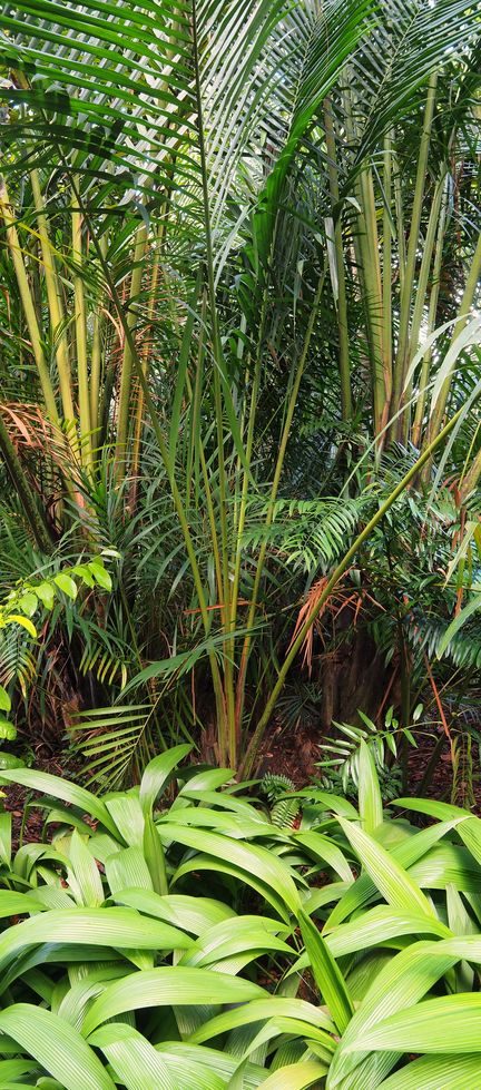 Feuillage dense du Tanglin Foliage Garden.
Altitude : 3 mètres