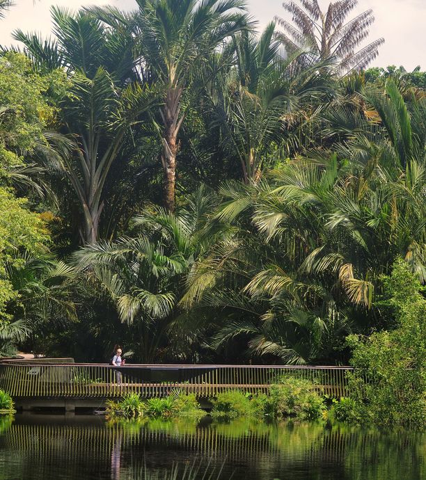 Pont, plan d'eau et végétation tropicale des Tanglin Botanic Gardens.
Altitude : 3 mètres