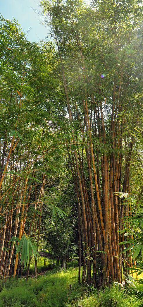 Bambou doré dans le Tanglin Botanic Gardens.
Altitude : 3 mètres