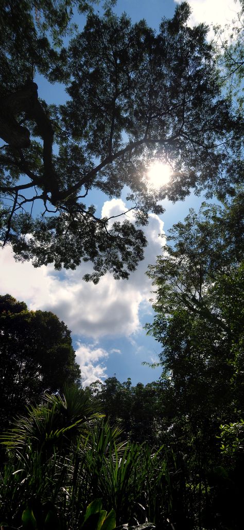 Canopée arborée des Tanglin Botanic Gardens, avec soleil filtrant.
Altitude : 3 mètres