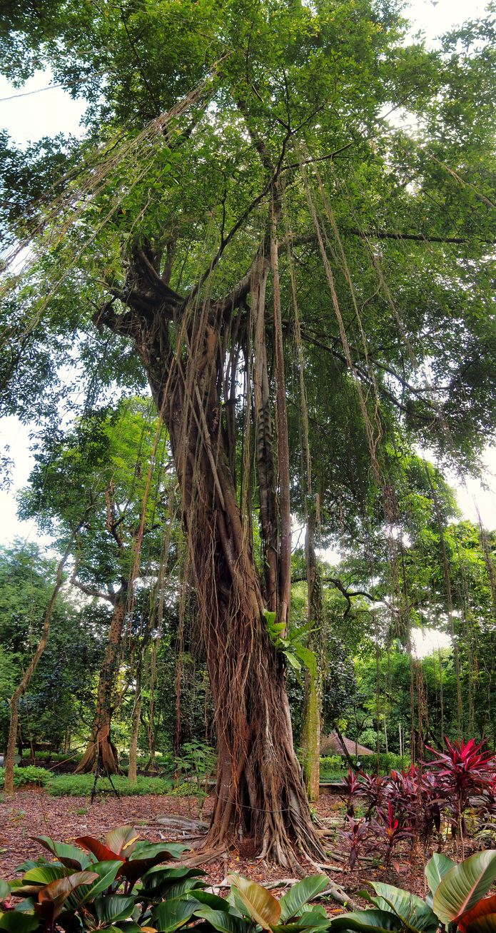 Figuier étrangleur (Ficus benghalensis) dans le Tanglin Healing Garden.
Altitude : 24 mètres
