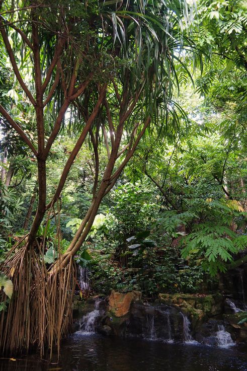 Pandanus et cascade dans le Tanglin Healing Garden.
Altitude : 13 mètres