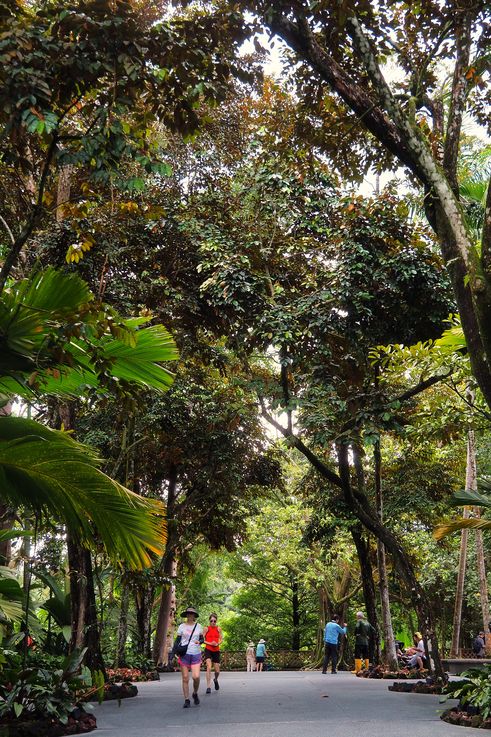 Promenade de la forêt tropicale de Tanglin.
Altitude : 14 mètres