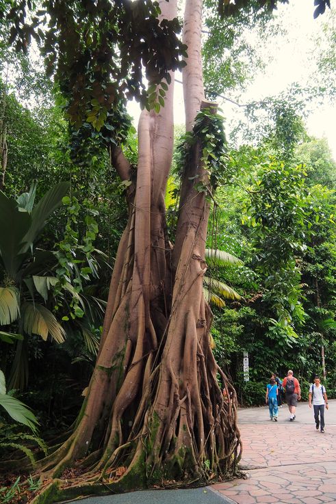 Figuier étrangleur dans la forêt tropicale de Tanglin.
Altitude : 16 mètres