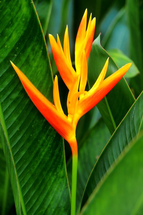 Fleur d'Heliconia psittacorum dans la zone de Tanglin.
Altitude : 10 mètres