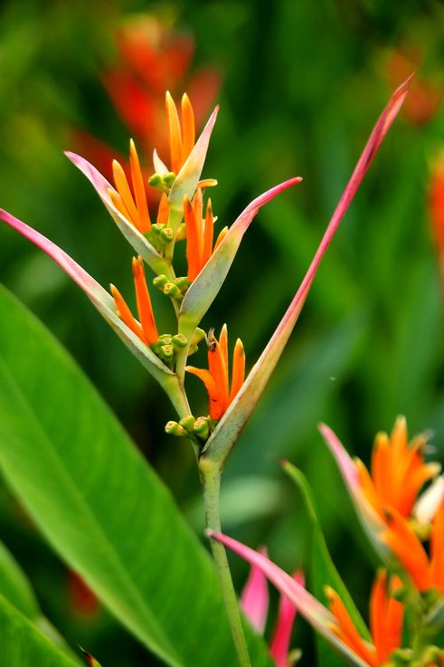 Heliconia et insecte dans le Tanglin Camwood Park.
Altitude : 10 mètres