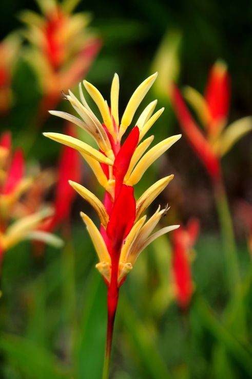 Heliconia psittacorum dans le parc de Tanglin Camwood.
Altitude : 8 mètres