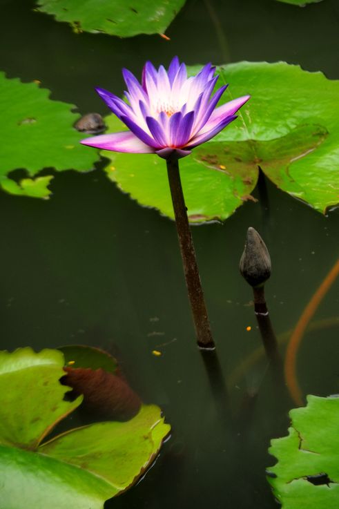Nénuphar bleu (Nymphaea nouchali) dans le Tanglin Camwood Park.
Altitude : 8 mètres