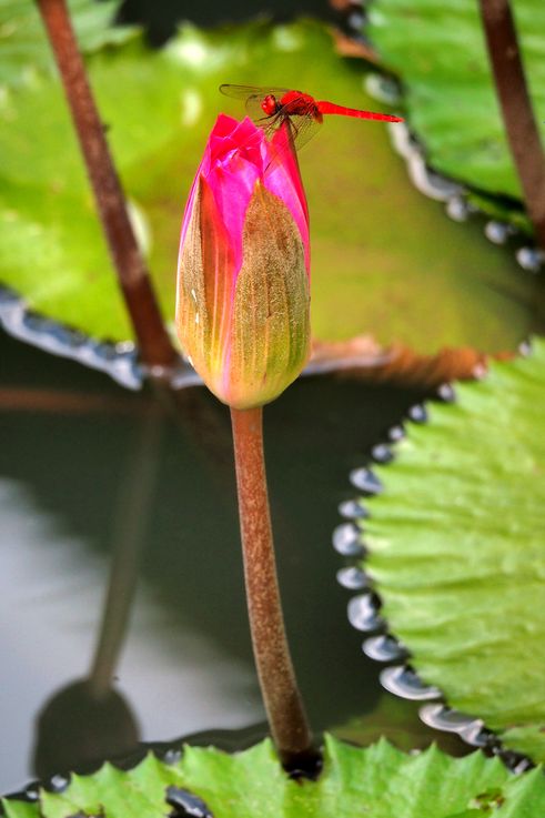 Libellule rouge sur un bouton de nénuphar au Tanglin Orchid Garden.
Altitude : 5 mètres