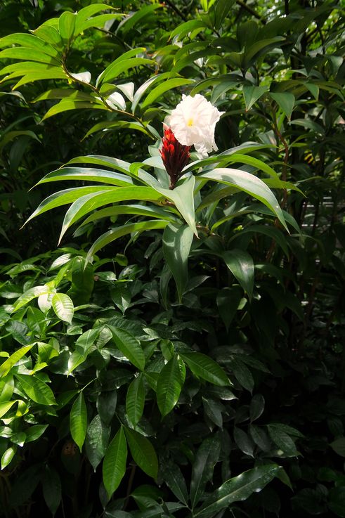 Crêpe Gingembre (Costus speciosus) dans le Tanglin Orchid Garden.
Altitude : 29 mètres