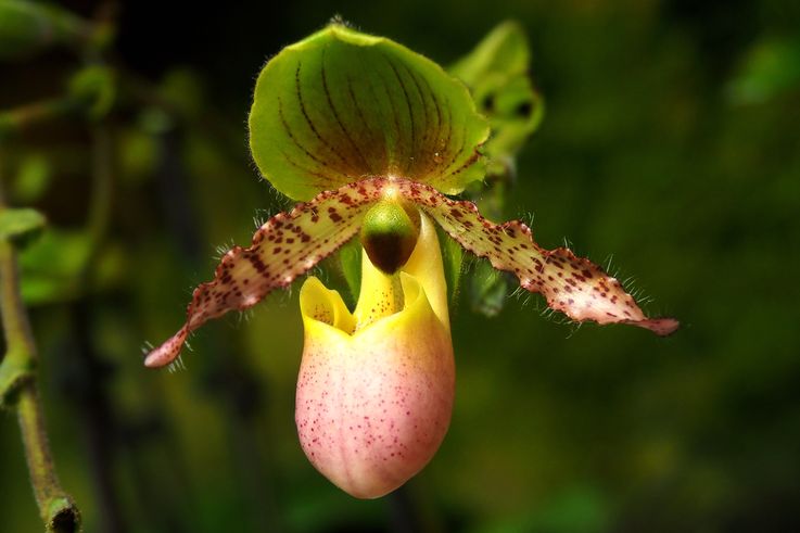 Orchidée Paphiopedilum (Sabot de Vénus) au Tanglin Orchid Garden.
Altitude : 19 mètres