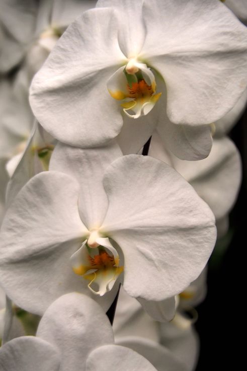 Orchidée Phalaenopsis au Tanglin National Orchid Garden.
Altitude : 23 mètres