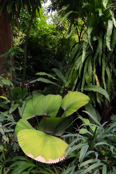 Palmier éventail Licuala grandis au Tanglin Orchid Garden.
Altitude : 32 mètres