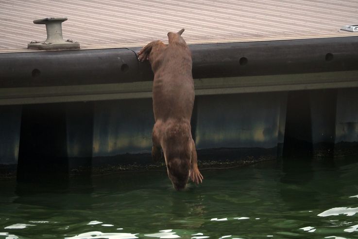 Loutre cendrée (Aonyx cinerea) dans le quartier de Raffles Place.
Altitude : 9 mètres
